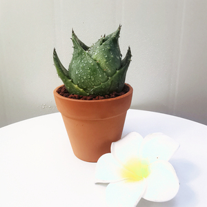 金元宝芦荟多肉招财进宝盆栽植物防辐射净化空气好养活的花卉绿植