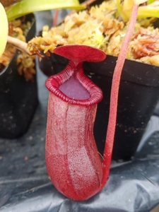 猪笼草盆栽超大食虫植物室内食人花盖亚戴瑞安娜米兰达巨型特大猪