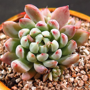 粉魔爪多肉植物