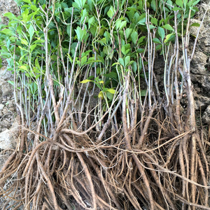 刺五加树苗食用药用五加皮大苗白簕菜刺拐棒百针中药材五瓜皮种苗