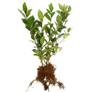 80河源绿色土特产淘宝正宗野生牛奶根500克牛乳树白花老火靓汤料