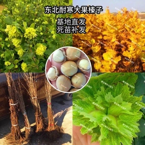 东北大榛子树苗北方种植榛子苗平欧大果榛子树庭院种植坚果榛子苗
