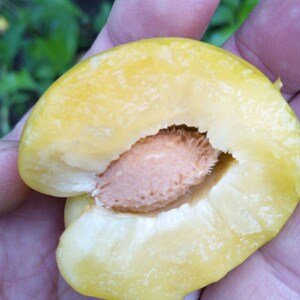 嫁接东北李子树苗 大黄干核李子苗黄李子树苗 果树苗早嫁接果树苗