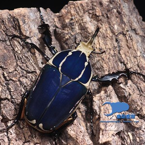 乌干达花金龟 幼虫 l1l3 甲虫活体