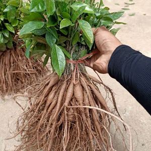 牛大力种植苗广西小叶薯苗大叶树苗中叶种苗种子南北方农村田种植