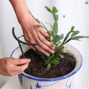 蟹爪兰支架子可伸缩调节大小嫁接拢花架兰花架多层支撑枝架蟹甲兰
