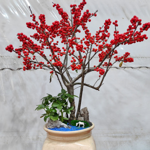 北美冬青盆栽红果冬青精品老桩盆景庭院盆栽欧洲红豆果火红年宵花