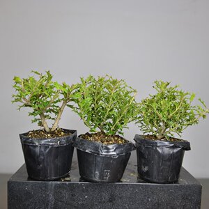 日本米叶小叶枸骨树 小品盆栽花果盆景素材进口现货