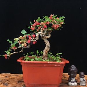 日本果桑盆景