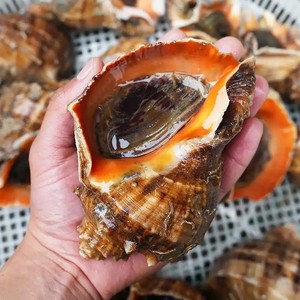 海螺鲜活超大特大海螺新鲜海鲜青岛水产鲜活花螺田螺贝类3斤装