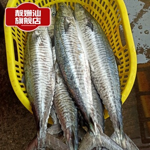 三斤装新鲜全中段湛江海鲜鲅鱼马交鱼冰冻新鲜海南马跤鱼湛江特产