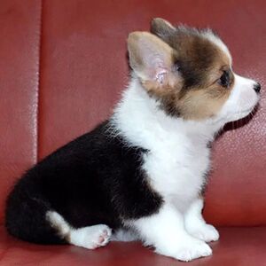 纯种小短腿威尔士柯基幼犬三色两色柯基犬幼犬短毛活体宠物狗狗