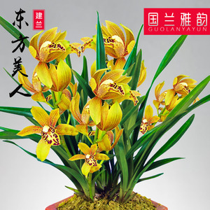 国兰雅韵东方美人 兰花苗建兰四季兰 兰花盆栽花卉植物室内阳台