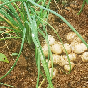 贵州新鲜野生苦蒜苦蒜头苦茭苦蕌头小根蒜薤白团葱茭头种子3斤
