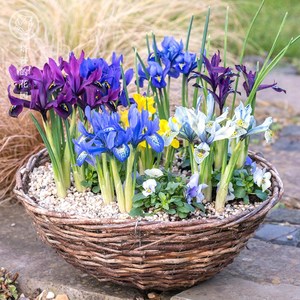 德国鸢尾球根花卉种球阳台庭院盆栽地栽多年生植物当年开花冬季