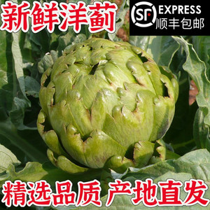 云南新鲜洋蓟当季蔬菜蓟花西餐食材法国百合朝鲜蓟种产地现摘包邮