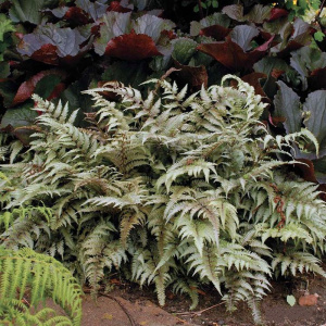 日本画蕨盆栽大苗紫叶画蕨室内阳台庭院耐阴蕨类植物多年生包邮