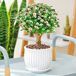 造型老桩罕见多肉植物稀有品种大株肉肉花卉新款盆景香妹子旗舰店