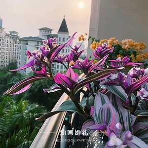 油画婚礼吊兰盆栽带盆室内好养观叶水培植物放桌面防辐射绿植盆栽