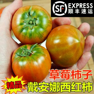 海阳戴安娜西红柿自然熟新鲜绿腚草莓小番茄铁皮柿子3生吃5斤包邮