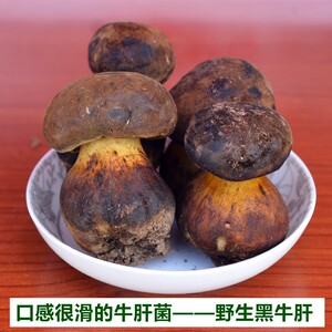 现货新鲜野生黑牛肝菌 特级大脚菇 蘑菇 云南土特产包邮菌味香浓