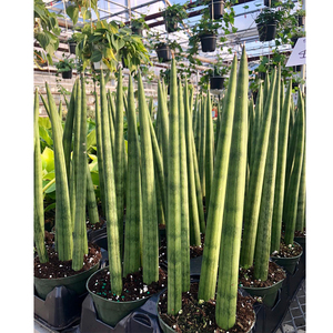 擎天柱虎皮兰棒叶~客厅旺宅绿植虎皮兰盆栽~客厅适合懒人养的花