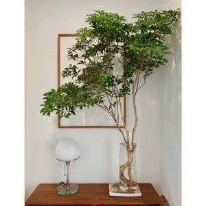 进口日本马醉木水培植物水养鲜切枝条客厅室内吊钟新鲜绿植小森林