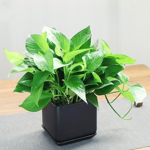 绿萝盆栽室内厦门