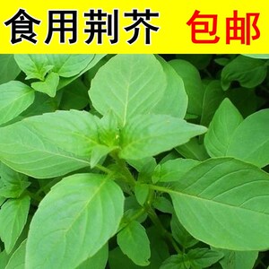 荆芥种子阳台盆栽香草食用蔬菜种子河南大叶荆芥籽罗勒春夏秋播种
