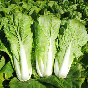 德高黄心快菜小白菜种子种籽白莱四季盆栽蔬菜春秋冬季快菜种籽孑