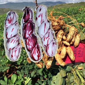 云南21年新鲜带壳七彩湿花生现挖现发野地五彩生花生农家自种特产