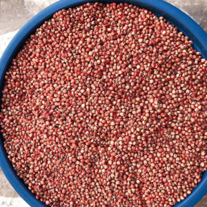 带皮红高粱酿酒高粱米鸽粮鸽子斑鸪鹦鹉仓鼠饲料鸟粮食原粮5斤