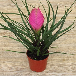 多头铁兰花室内植物 紫花凤梨盆栽 单头红心铁兰红鸿当头凤梨花