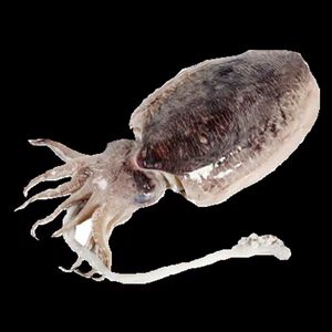 【野生大墨斗鱼】野生大墨斗鱼品牌,价格 - 阿里巴巴