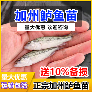 鲈鱼苗淡水加州七星批梭鲈鱼苗发大口大规格水花鱼苗新鲜活鱼深海