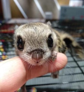 活物小松树蜜幼崽龙猫迷你萌宠微型宠物幼崽大眼dd