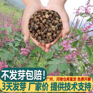 多花木兰种籽耐旱种子植物树草花种子庭院开花易活盆栽苗花卉种孑