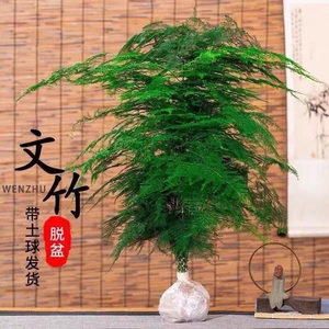 文竹盆栽植物办公室内绿植花卉客厅吸甲醛文竹苗矮生高端云竹盆景