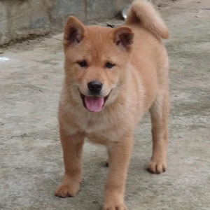 中华田园犬唐犬广西土狗土猎赶山狗看家狗活体宠物狗黑舌狗全黑狗