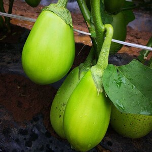 绿长茄子种籽种子苗绿茄子青圆茄青皮四季秧苗盆栽蔬菜秧孑茄苗