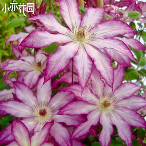 2021小j亦花园【妙】铁线莲日系早花大花白色到粉色会变色 c113