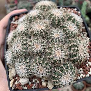 开花多头稀有实生罗星丸群生仙人球裸萼球属多肉植物盆栽室内