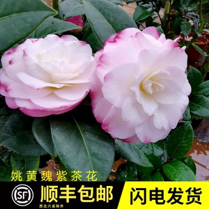 姚黄魏紫名贵奇特山茶花树苗带花苞室内花卉四季绿植阳台客厅植物
