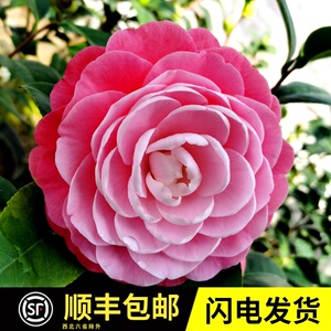 002人付款淘宝茶花苗封面女郎美人艳红粉佳人山茶树苗盆栽大树绿植