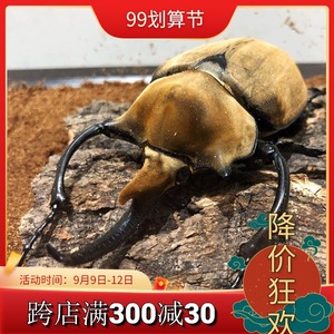 2021新品宠物玩具锹甲锹形虫甲虫昆虫巨型可爱教学观察独角仙活虫