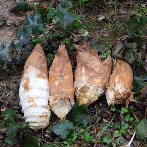 2022竹笋冬笋新鲜现挖黄山野生毛竹春笋黄泥笋新鲜时令蔬菜农产品