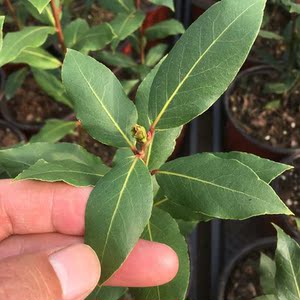 地中海香叶树苗