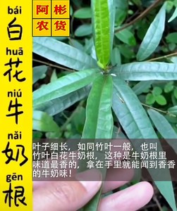 正宗福建漳浦野生竹叶白花牛奶根炖汤煲汤材料牛乳树根500g包邮