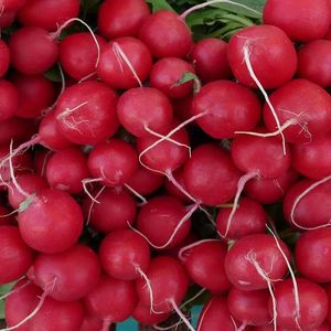 新鲜樱桃萝卜红丁当季水果小红萝卜特产甜脆云南小萝卜蔬菜包邮