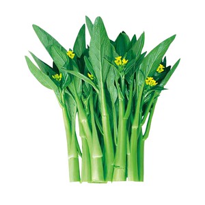 广东四九菜心种子红菜苔白菜苔四季蔬菜种籽孑增城迟青菜秋季菜籽